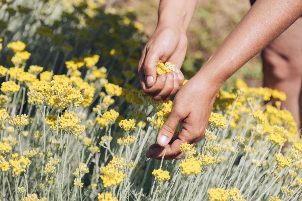 Paysages méditerranéens durables