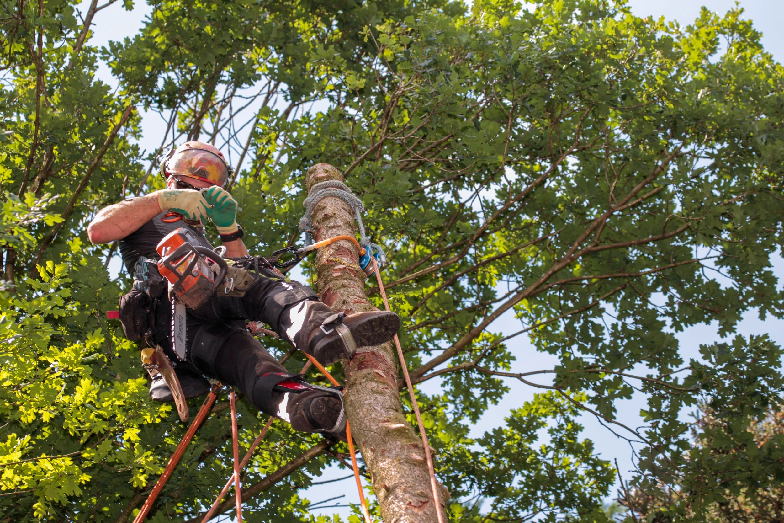 Atteindre les sommets pour préserver votre patrimoine arboré